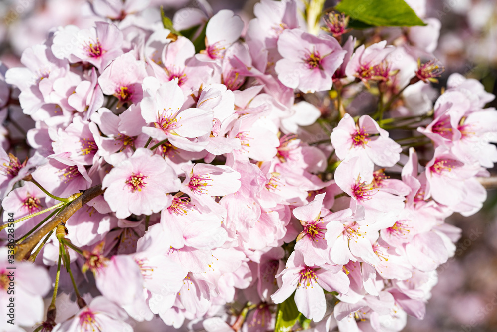 Obraz premium Small pink flower image. Pink sakura blossom in New York city. Marco photo cherry blossom flowers. 