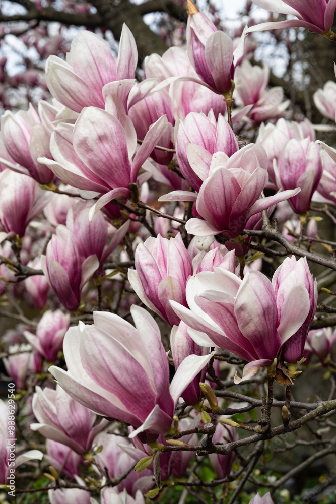 Beautiful pink magnolia flowers. Magnolia blossom. New York City magnolia blossom. Manhattan magnolia blossom in Central Park. Beautiful pink magnolia flowers. Magnolia blossom. New York City magnolia blossom. Manhattan magnolia blossom in Central Park.