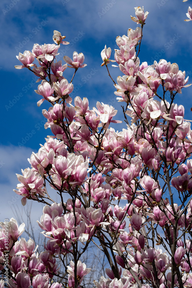 Beautiful pink magnolia flowers. Magnolia blossom. New York City magnolia blossom. Manhattan magnolia blossom in Central Park. Beautiful pink magnolia flowers. Magnolia blossom. New York City magnolia blossom. Manhattan magnolia blossom in Central Park.