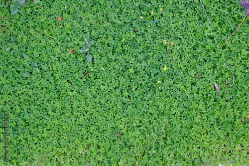 green grass texture
