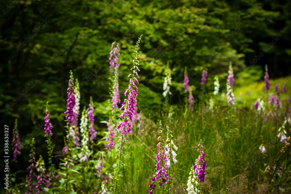 Obraz premium Purple and white foxglove flowers in Scottish Highlands meadow