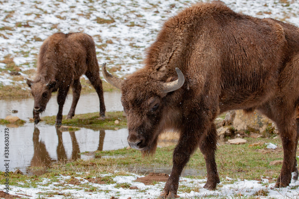 A bison coming close. A bison coming close.