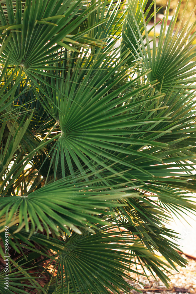 Bright leaves of palm in backlight. Soft focus on photo and author processing Bright leaves of palm in backlight. Soft focus on photo and author processing