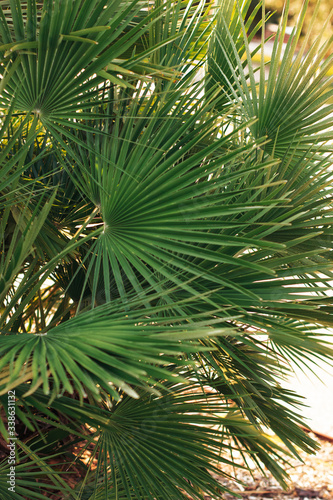 Bright leaves of palm in backlight. Soft focus on photo and author processing