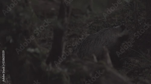 European badger (Meles meles) foraging in the undergrowth and looking for insects, grubs and earthworms in forest / woodland at dusk
P photo