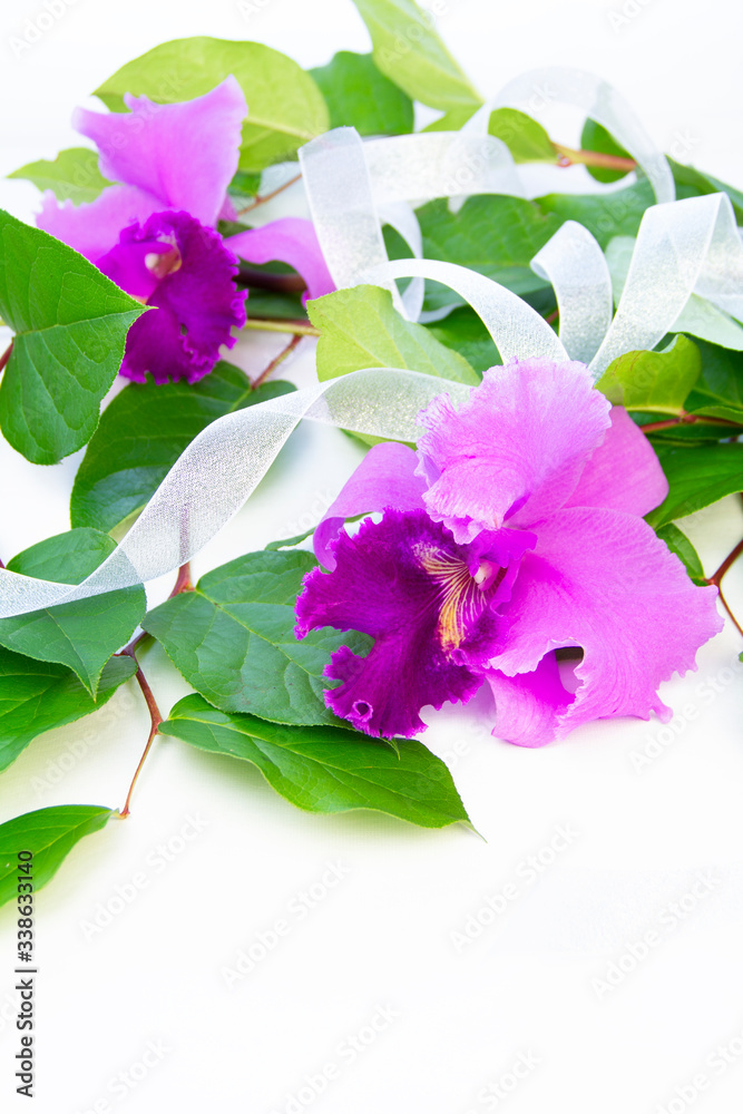美しくて ゴージャスなカトレアとレモンリーフの花束 Stock Photo Adobe Stock