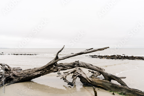 Driftwood on beach on cloudy day © Danielle
