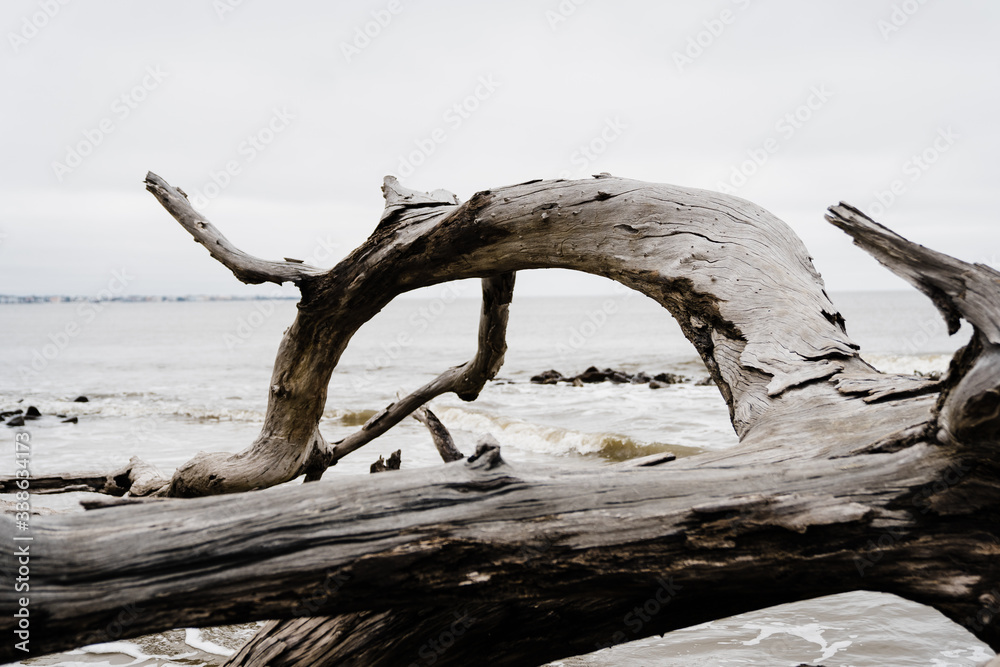 Fototapeta premium Driftwood on the beach in winter