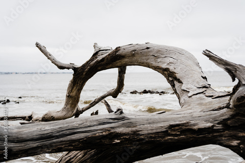Driftwood on the beach in winter