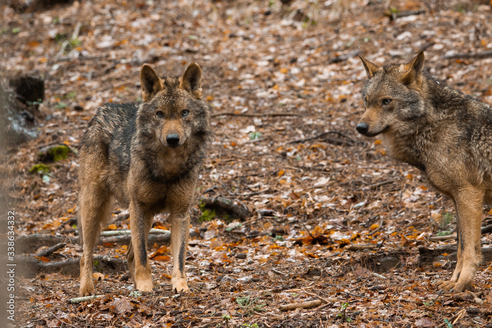 Obraz premium Two wolves.