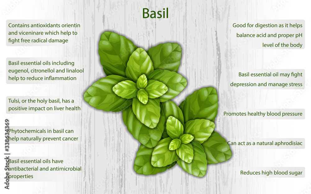 Basil health benefits infographics on wooden background Stock Vector