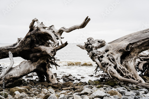 dead tree on the beach