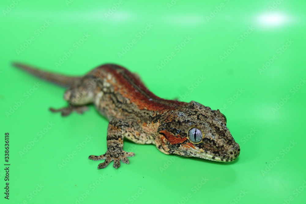 Naklejka premium Gargoyle gecko