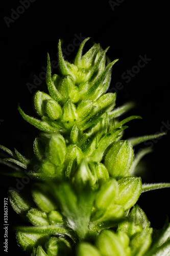 Male Cannabis