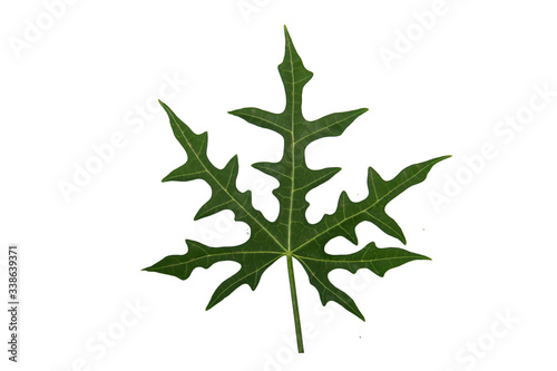 Cnidoscolus chayamansa Leaf isolated on white background with Clipping Path