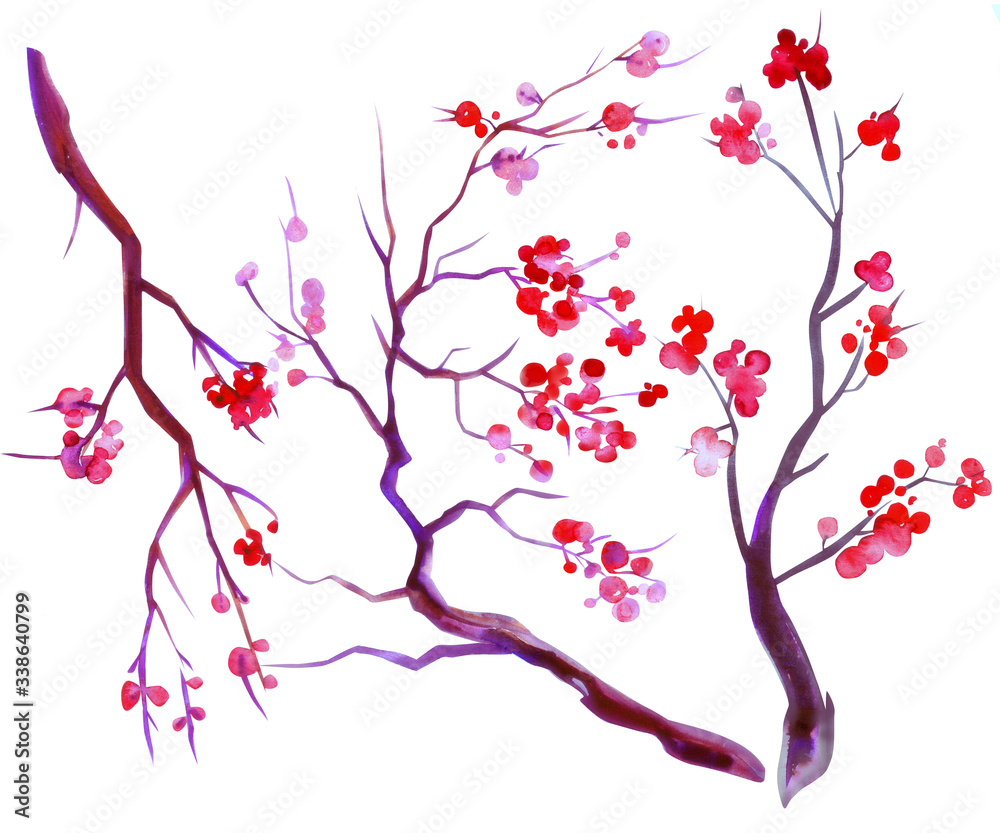 Watercolor sakura flowers. Cherry tree branches blossoms isolated on white background