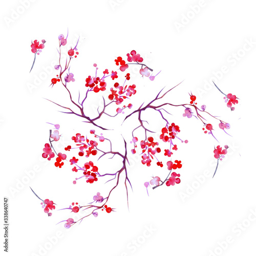 Watercolor sakura flowers. Cherry tree branches blossoms isolated on white background