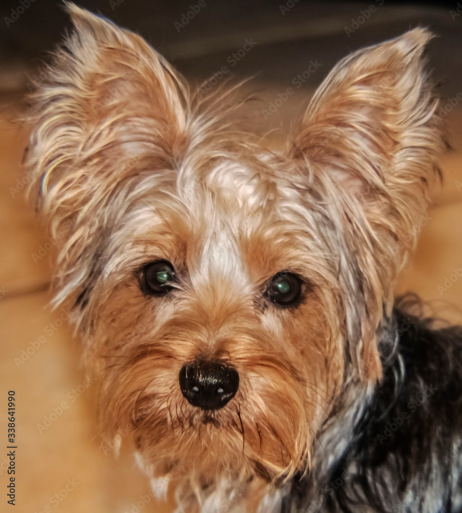 yorkshire terrier puppy, dog, pet, portrait, small, breed, yorkie yorkshire terrier puppy, dog, pet, portrait, small, breed, yorkie