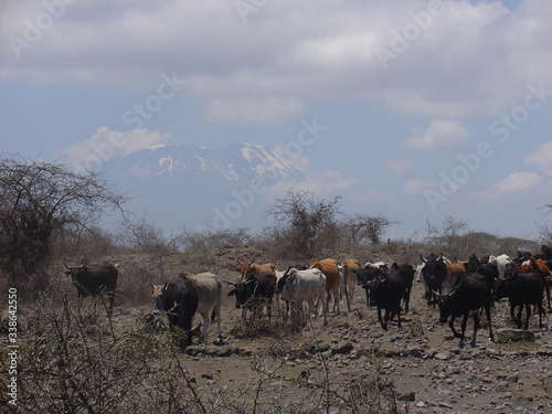 Fototapet Herd Of Cows Walking Across Arid Terrain