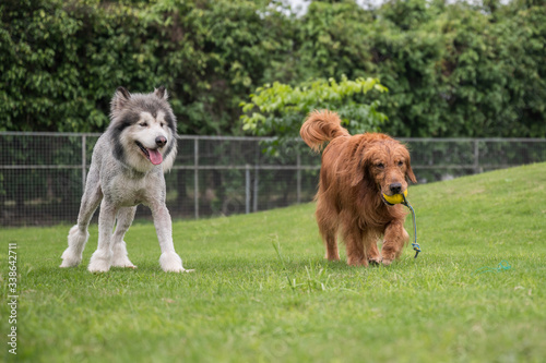 Golden retriever and Alaskan dog in the park grass