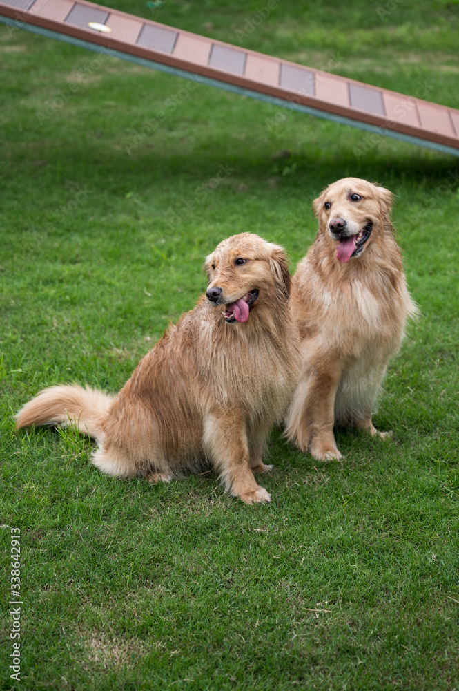 Golden retriever playing in the park grass Golden retriever playing in the park grass