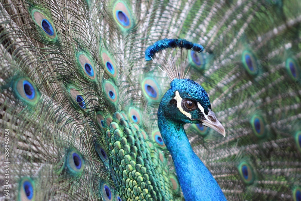 Fototapeta premium peacock with feathers