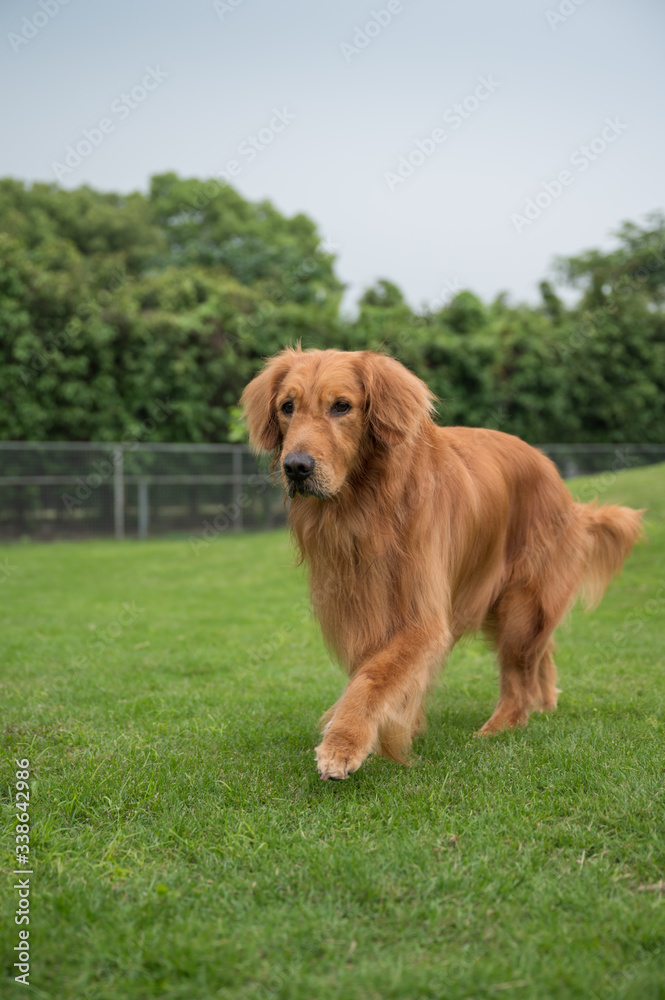 Golden retriever playing in the park grass Golden retriever playing in the park grass