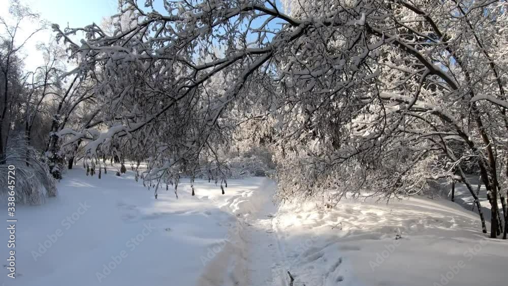 Slow motion video of walking through Siberian winter forest under the snow. Slow motion video of walking through Siberian winter forest under the snow.