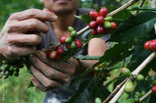 Harvesting ripped coffee fruits