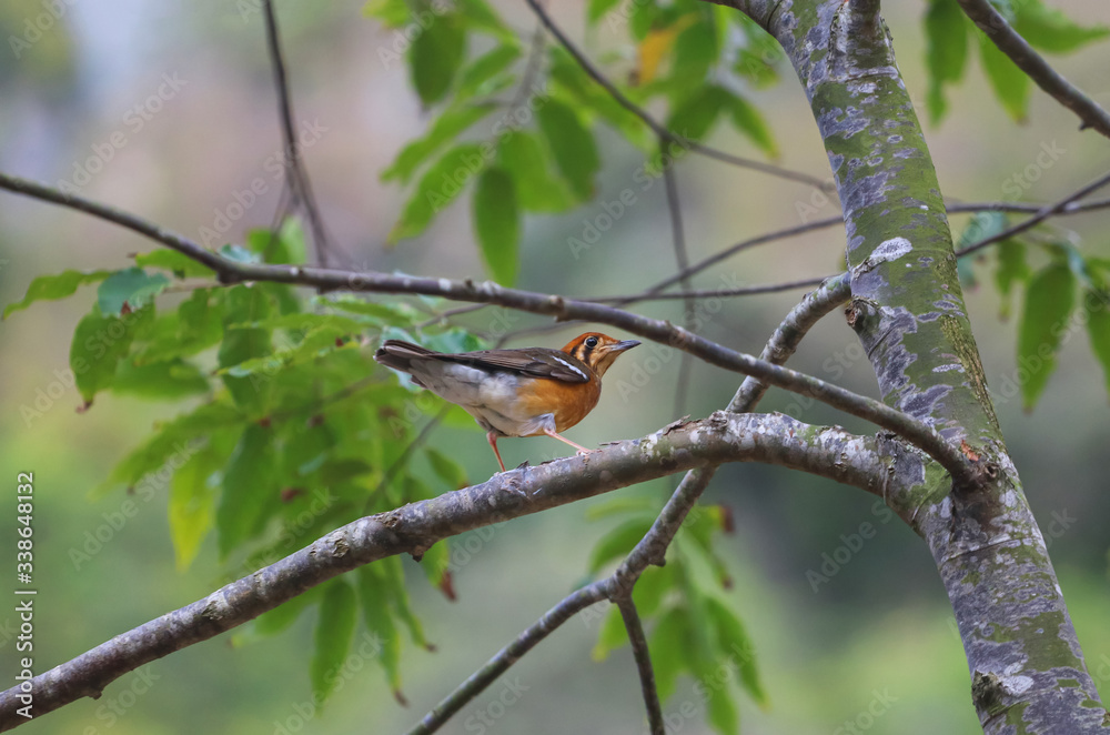 Female of Orange-headed Thrush ,Birds perching on a branch in nature forest Female of Orange-headed Thrush ,Birds perching on a branch in nature forest
