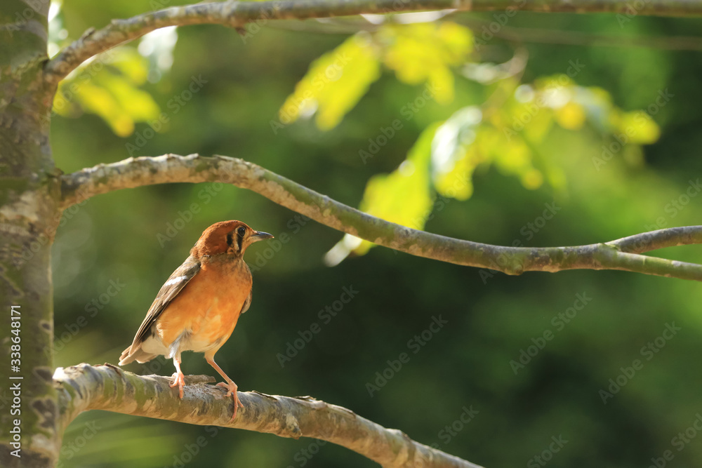 Female of Orange-headed Thrush ,Birds perching on a branch in nature forest Female of Orange-headed Thrush ,Birds perching on a branch in nature forest