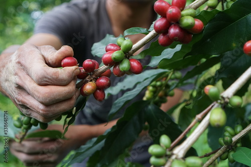 Picking up the ripped coffee fruits