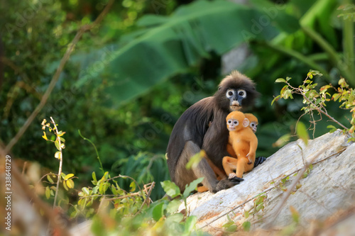 Yellow twins baby of Leaf Monkeys or Dusky Langur and mother who are living in the forest, Animals with their babies