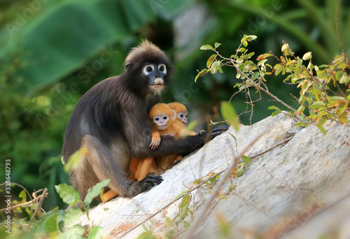 Yellow twins baby of Leaf Monkeys or Dusky Langur and mother who are living in the forest, Animals with their babies