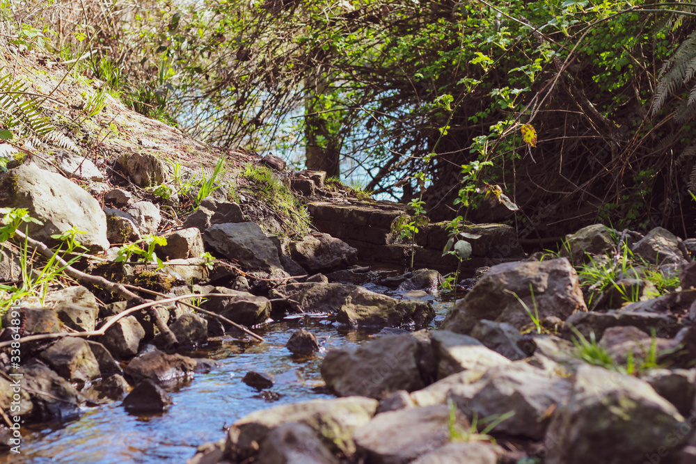 Forest Stream