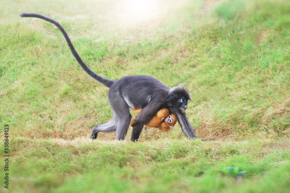 Yellow twins baby of Leaf Monkeys or Dusky Langur and mother who are living in the forest, Animals with their babies Yellow twins baby of Leaf Monkeys or Dusky Langur and mother who are living in the forest, Animals with their babies