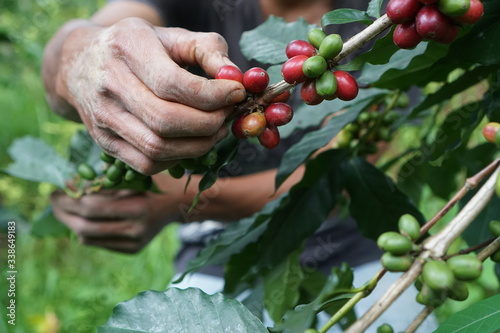 Coffee plantation worker harvesting coffee fruits