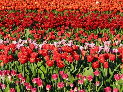 Agriculture - Colorful blooming tulip field in Grevenbroich