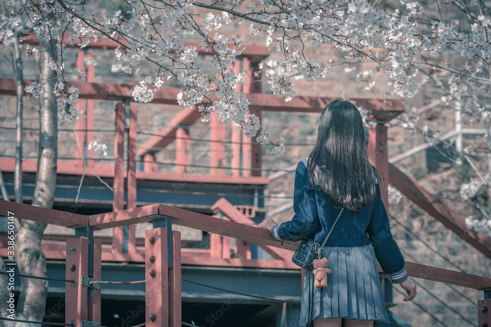 Cherry Blossom admirer