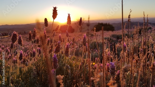 Lavender fields. Panoramic view.