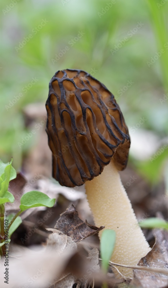 Snakehead morel mushroom growing in the woods Snakehead morel mushroom growing in the woods