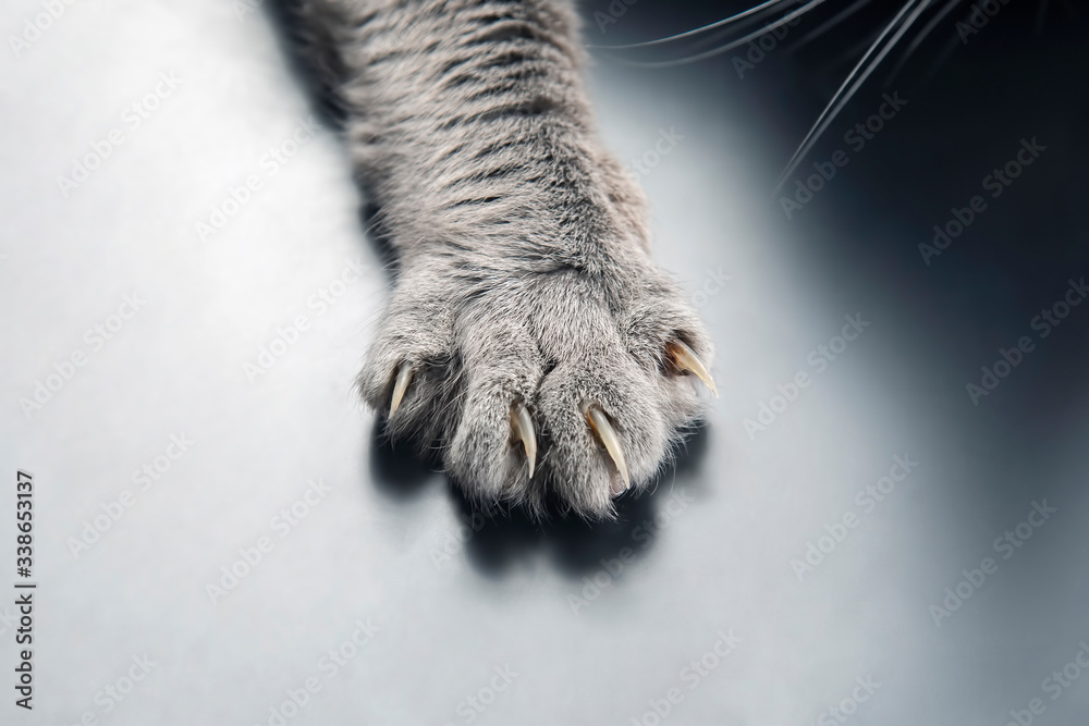paw gray cat close up. pets and mammals paw gray cat close up. pets and mammals