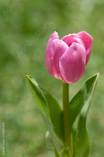 Beautiful photograph of a pink tulip flower. It will make a great gift or fine addition to your wall.  Perfect for your home  office  restaurant  or hotel.