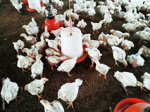 Photography Broiler Chicken Images, Stock Photos.Bihar, India