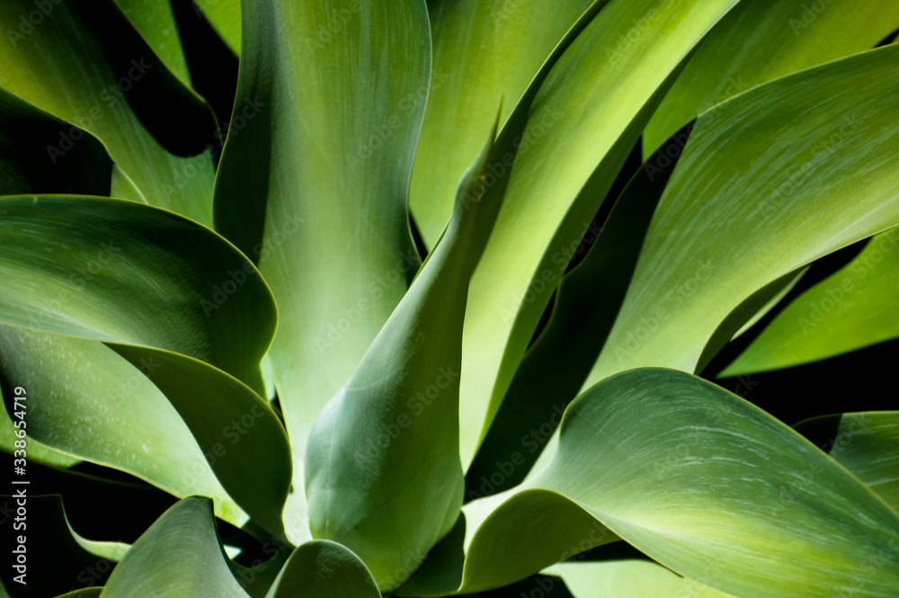 Obraz premium Growing green