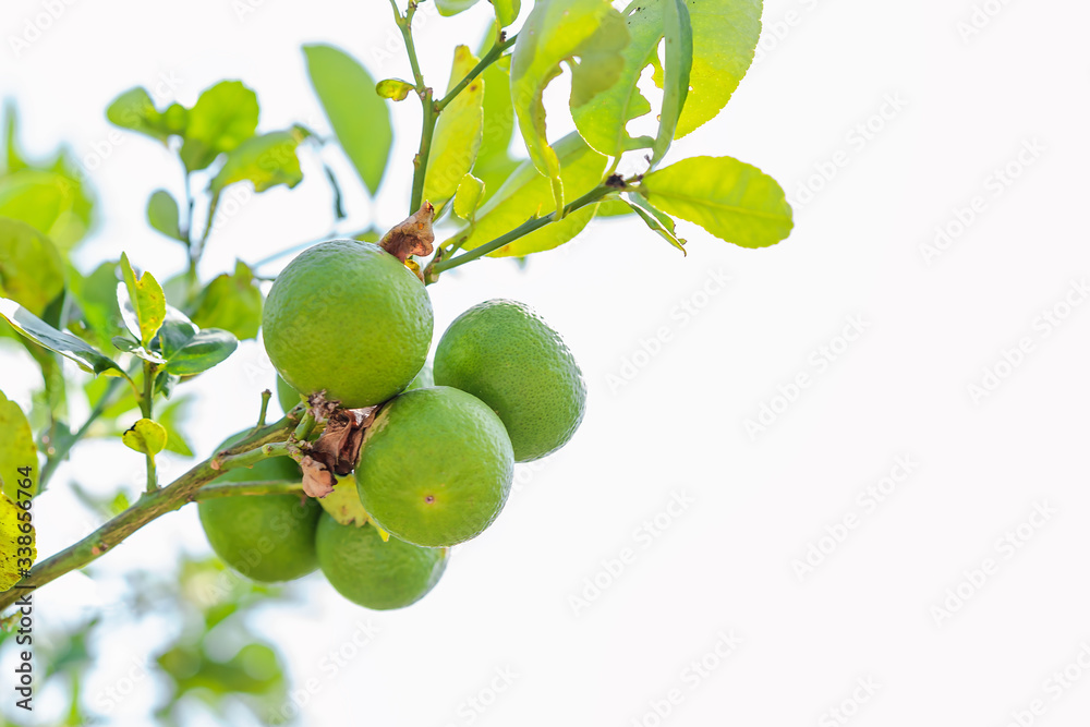 Fresh green lemons with leaves hanging on tree in the garden isolated with white background.