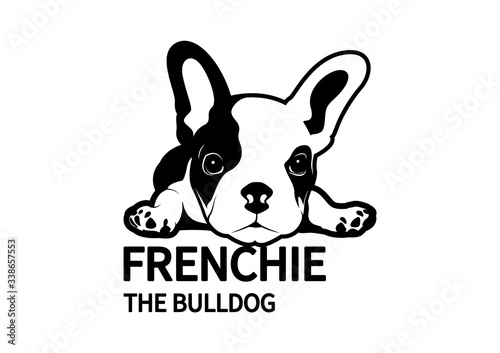 A little two-tone Frenchie lying down on the floor with a lazy mood. 