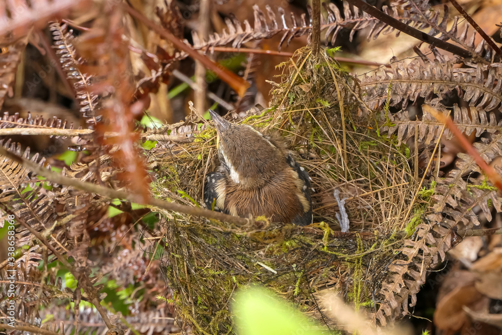 Obraz premium Close up of a Serra antwren perched in its green nest of pine needles, Caraca natural park, Minas Gerais, Brazil 