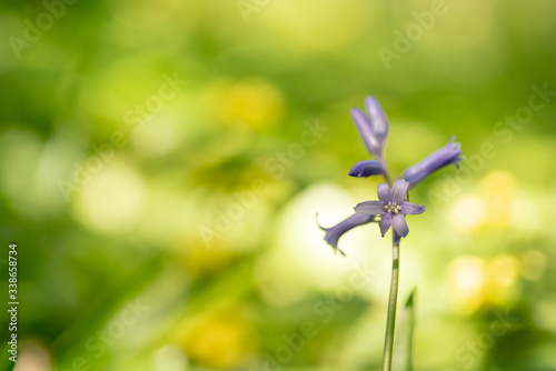 on a sunny morning in the forest there is a beautiful bluebell with the unbuttoned flower