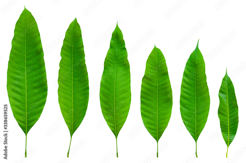 Green Mango leaves Isolated On White / clipping path Green Mango leaves Isolated On White / clipping path